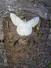 Pingasa ruginaria pacifica