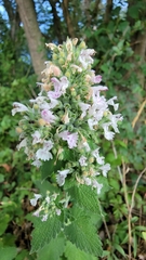 Nepeta cataria