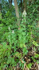 Nepeta cataria