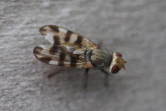 Melieria crassipennis