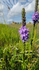 Verbena stricta