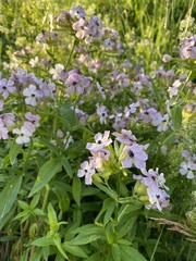 Microbotryum saponariae