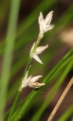 Carex seorsa