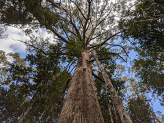 Eucalyptus delegatensis