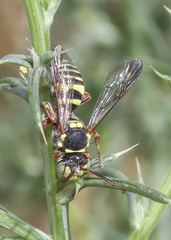 Nomada vegana