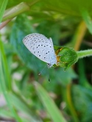 Zizeeria knysna knysna
