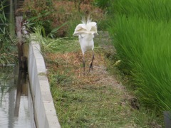 Ardea alba
