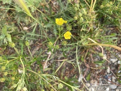 Potentilla bimundorum
