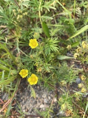 Potentilla bimundorum