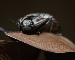 Chalcolepidius erythroloma
