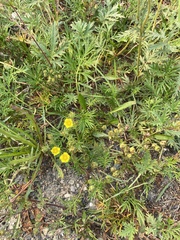 Potentilla bimundorum