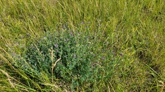 Medicago sativa