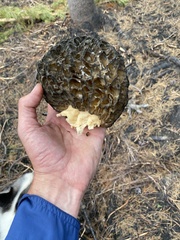 Morchella exuberans
