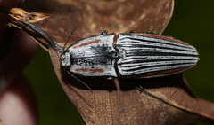 Chalcolepidius erythroloma