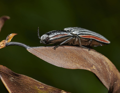Chalcolepidius erythroloma