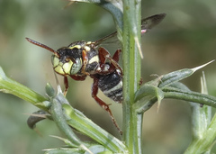 Nomada vegana