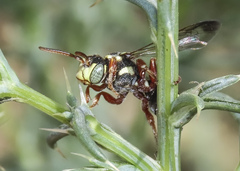 Nomada vegana