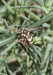 Nomada vegana
