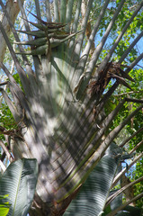 Ravenala madagascariensis