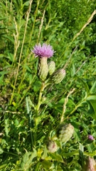 Cirsium arvense