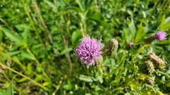 Cirsium arvense