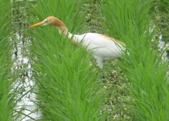 Bubulcus ibis coromandus