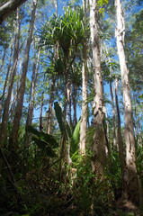 Ravenala madagascariensis