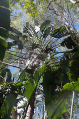 Ravenala madagascariensis