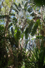 Ravenala madagascariensis