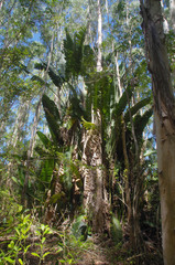Ravenala madagascariensis