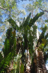 Ravenala madagascariensis
