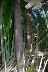 Ravenala madagascariensis