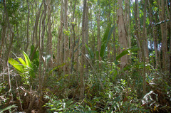 Ravenala madagascariensis