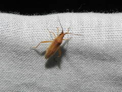 Stenodema trispinosum