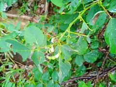 Dendrolobium umbellatum