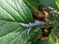 Lobelia physaloides