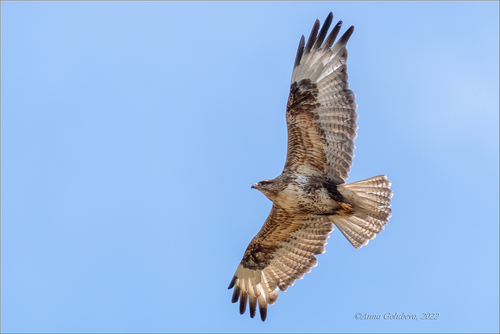 Upland Buzzard