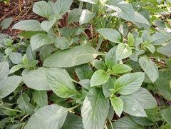 Lobelia physaloides