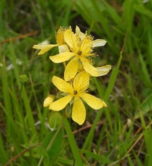 Hypericum richeri