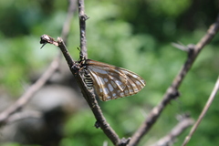 Baronia brevicornis brevicornis