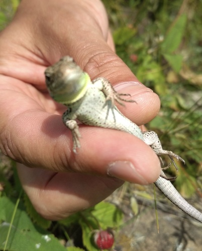 Sand Lizard