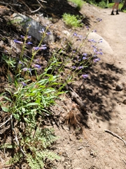 Penstemon gracilentus