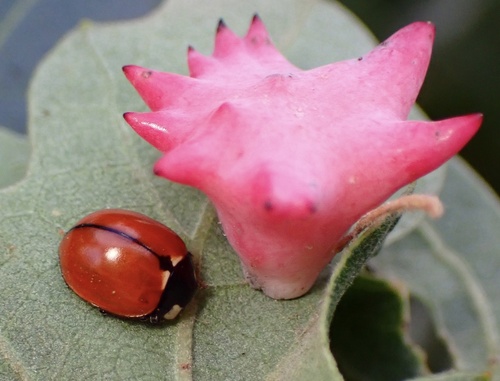 California Lady Beetle photo 5