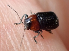 Cryptocephalus sanguinicollis