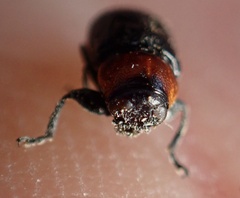 Cryptocephalus sanguinicollis