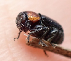 Cryptocephalus sanguinicollis