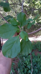 Celastrus orbiculatus