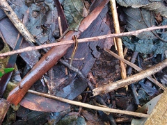 Chtonobdella limbata