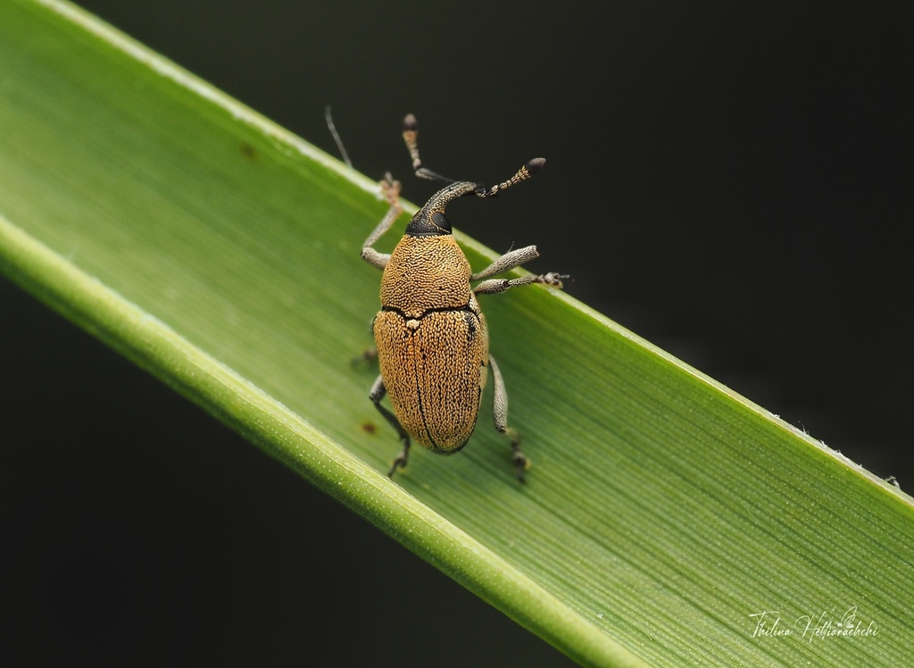 Odontocorynus pulverulentus