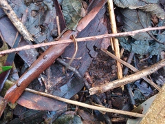 Chtonobdella limbata